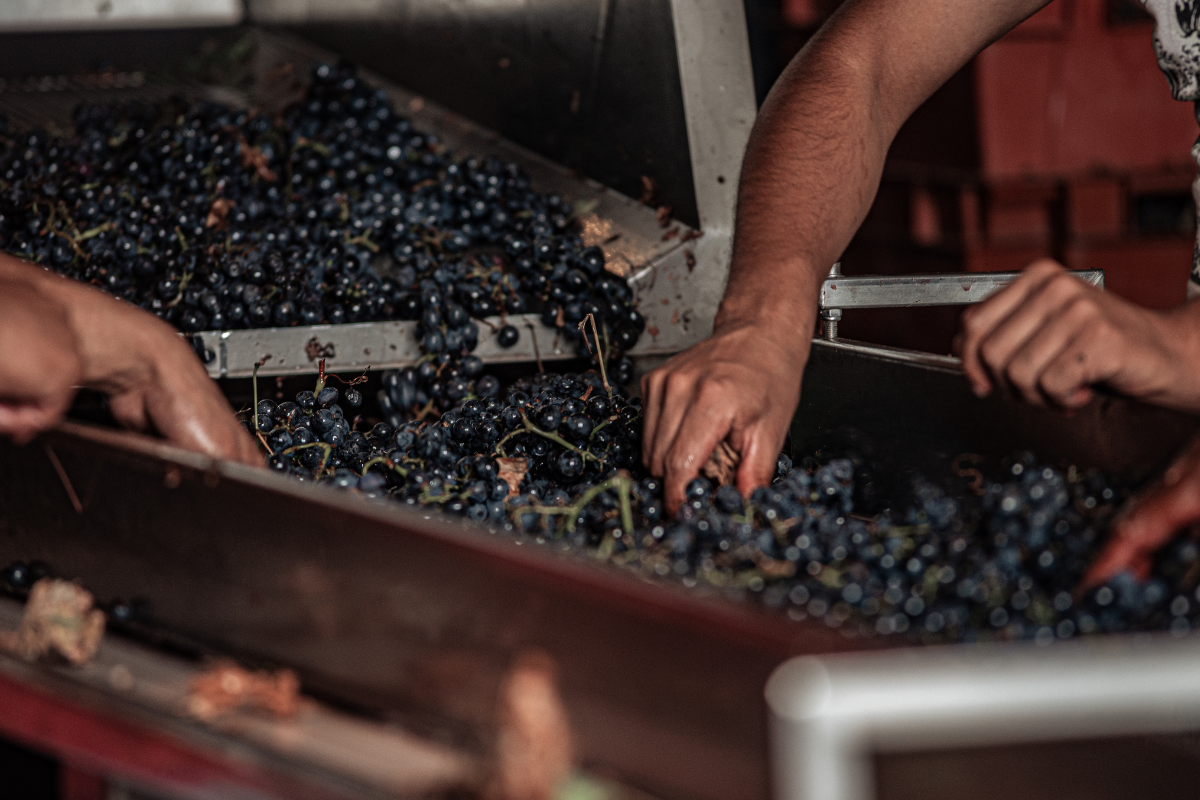 People Selecting Grapes in Wine Production